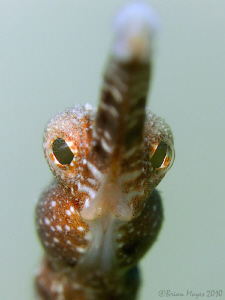 Short-tailed Pipefish by Brian Mayes 